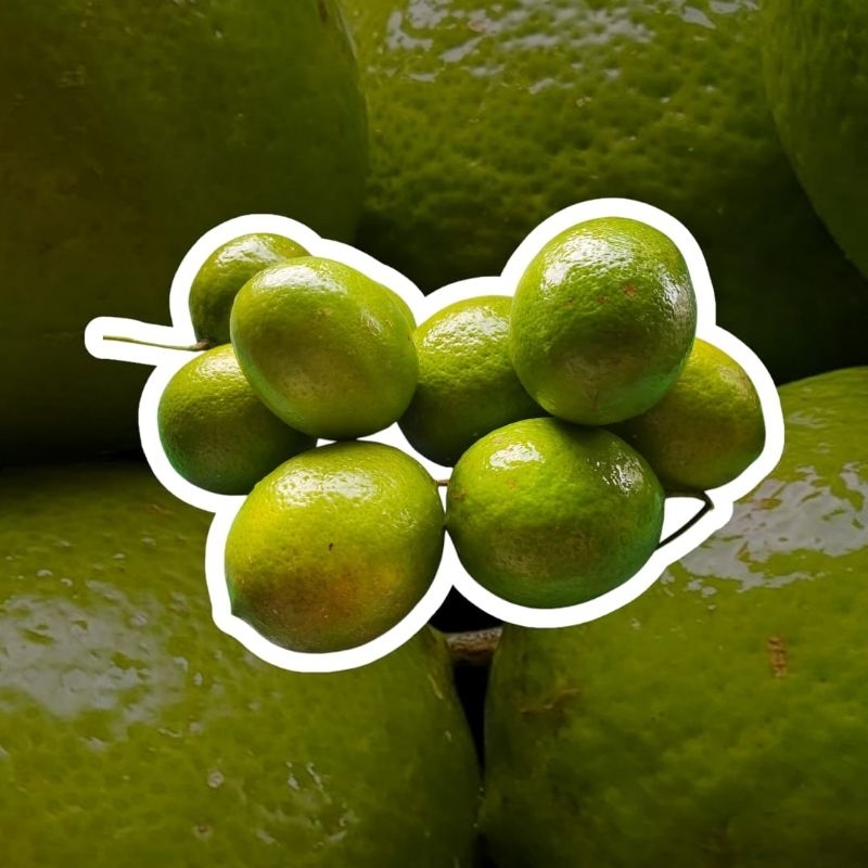 

jeruk lemon California hijau