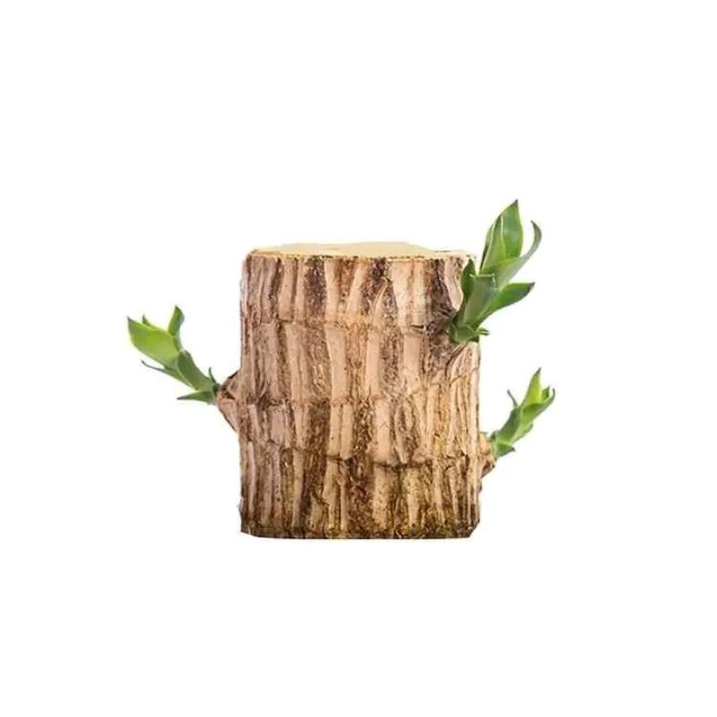 BRAZILIAN WOOD BAHAN BONSAI