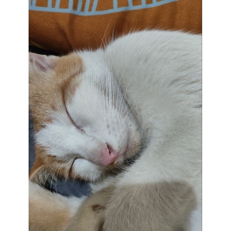 Book pc jaemin istj Jema