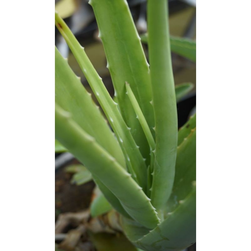 

Lidah Buaya Segar(Aloe Vera)-Tanaman Ajaib untuk Kecantikan dan Kesehatan