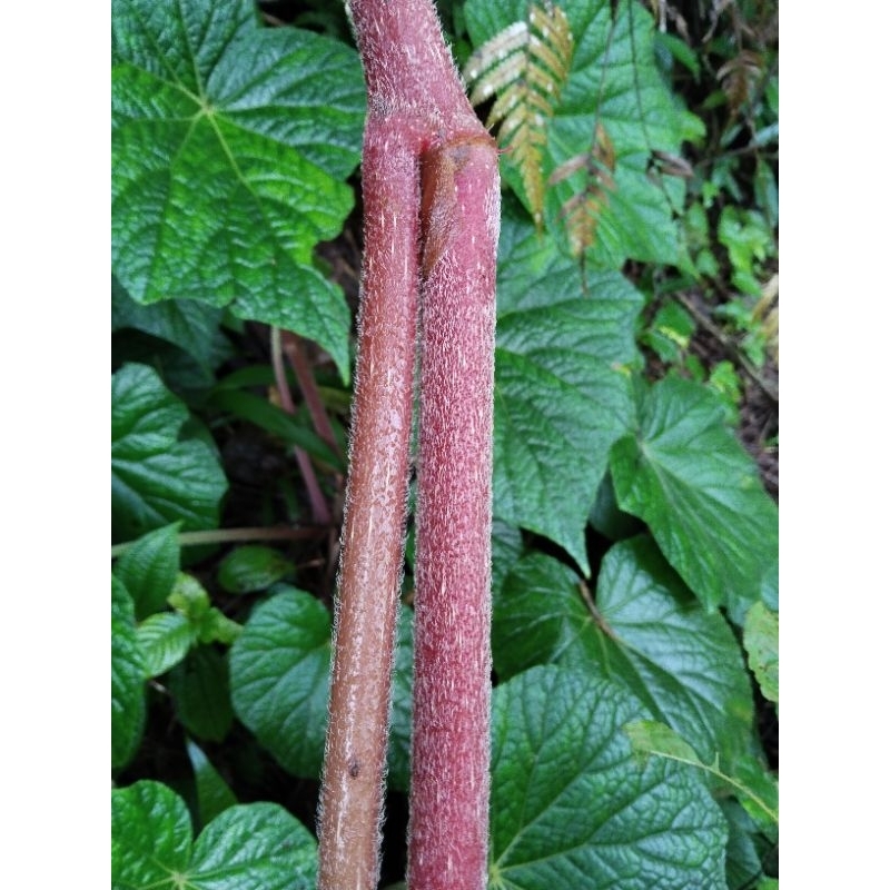 

cariang merah gunung 250 grm