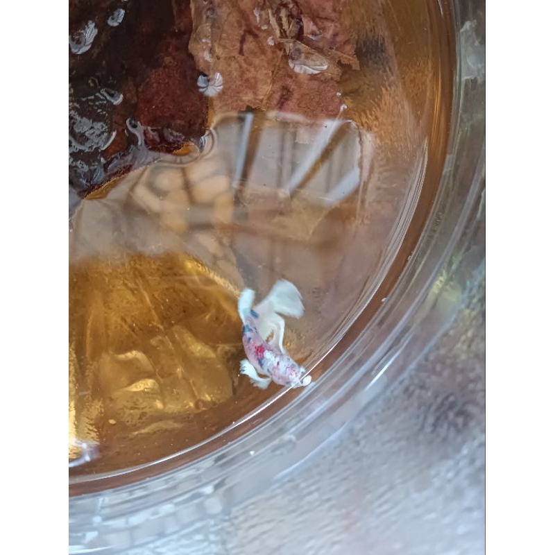 IKAN CUPANG DUMBO EAR MULTYCOLOUR 1 PASANG