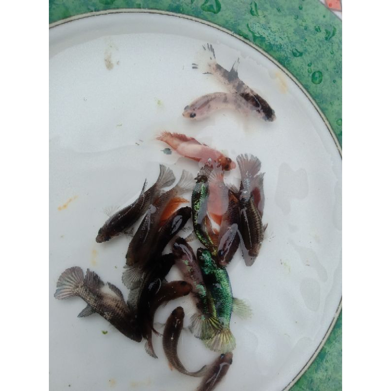 paket 5ekor betina plakat  line Avatar,nemo avatar,Avatar cooper,(RANDOM)