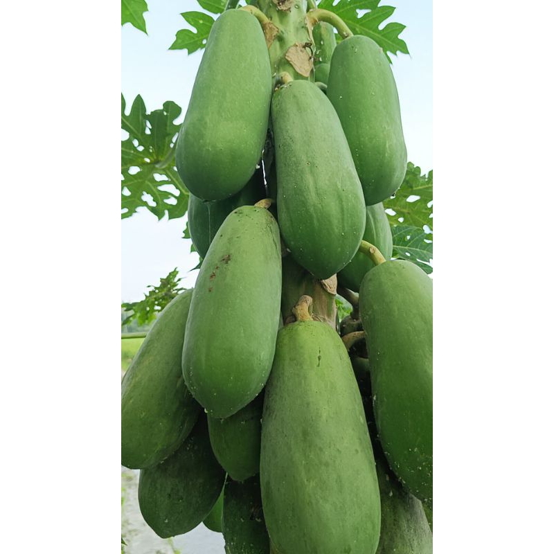 

Pepaya Muda/Kates Muda Langsung Petik Pohon
