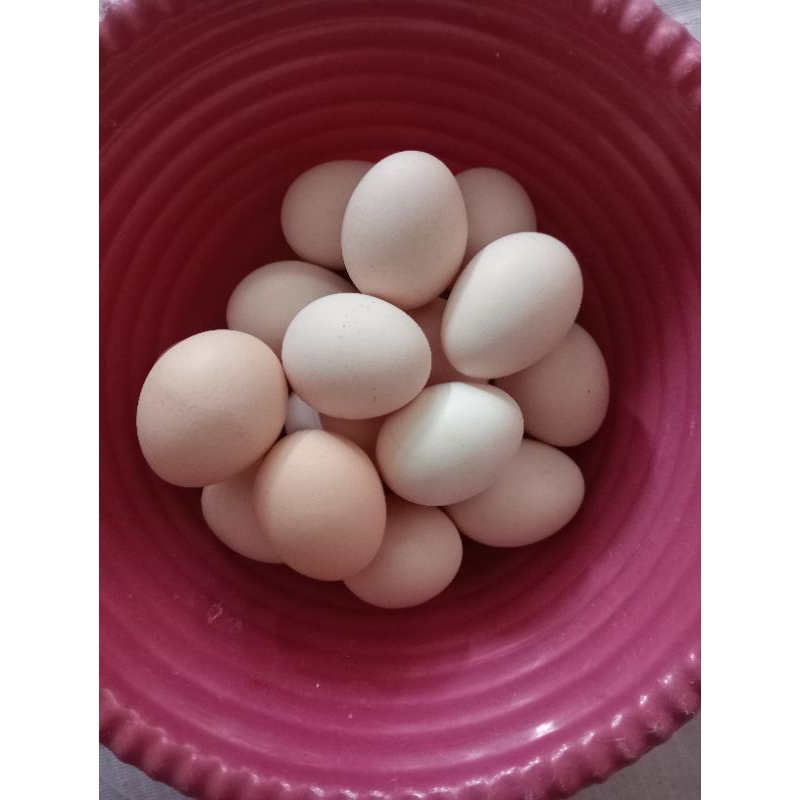 telur ayam KUB ayam
