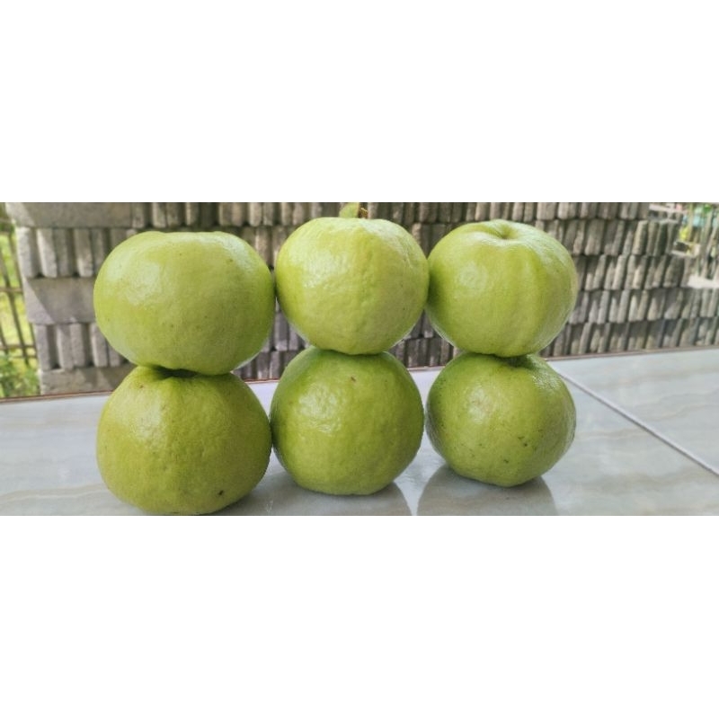 

jambu kristal fresh 1kg