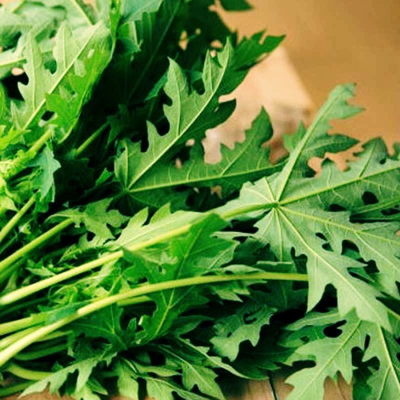 

DAUN PEPAYA MUDA PILHAN BERKUALITAS