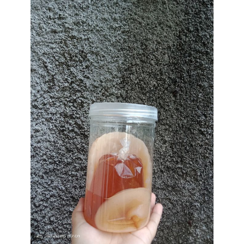 

SCOBY PLUS STARTER/ SCOBY JAMUR/ JAMUR DIPO/JAMUR TEH FERMENTASI/DIAMETER -+15 CM