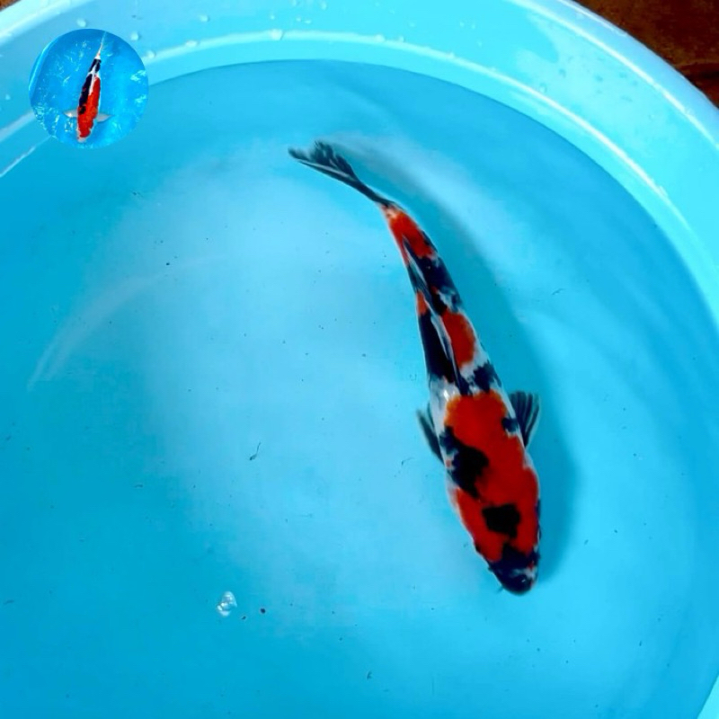 Koi Showa High Quality 30Cm