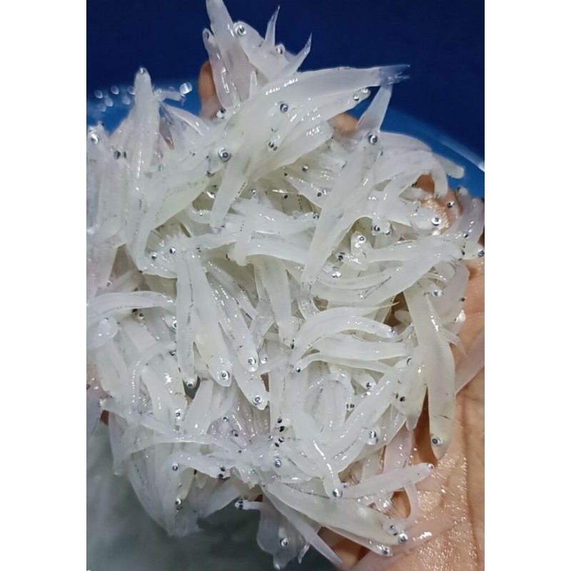 

[PREMIUM] Ikan Teri Nasi Basah 250gr