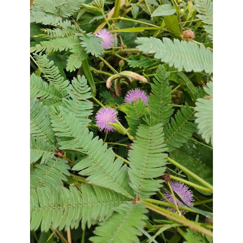 

Daun Putri Malu Segar untuk herbal