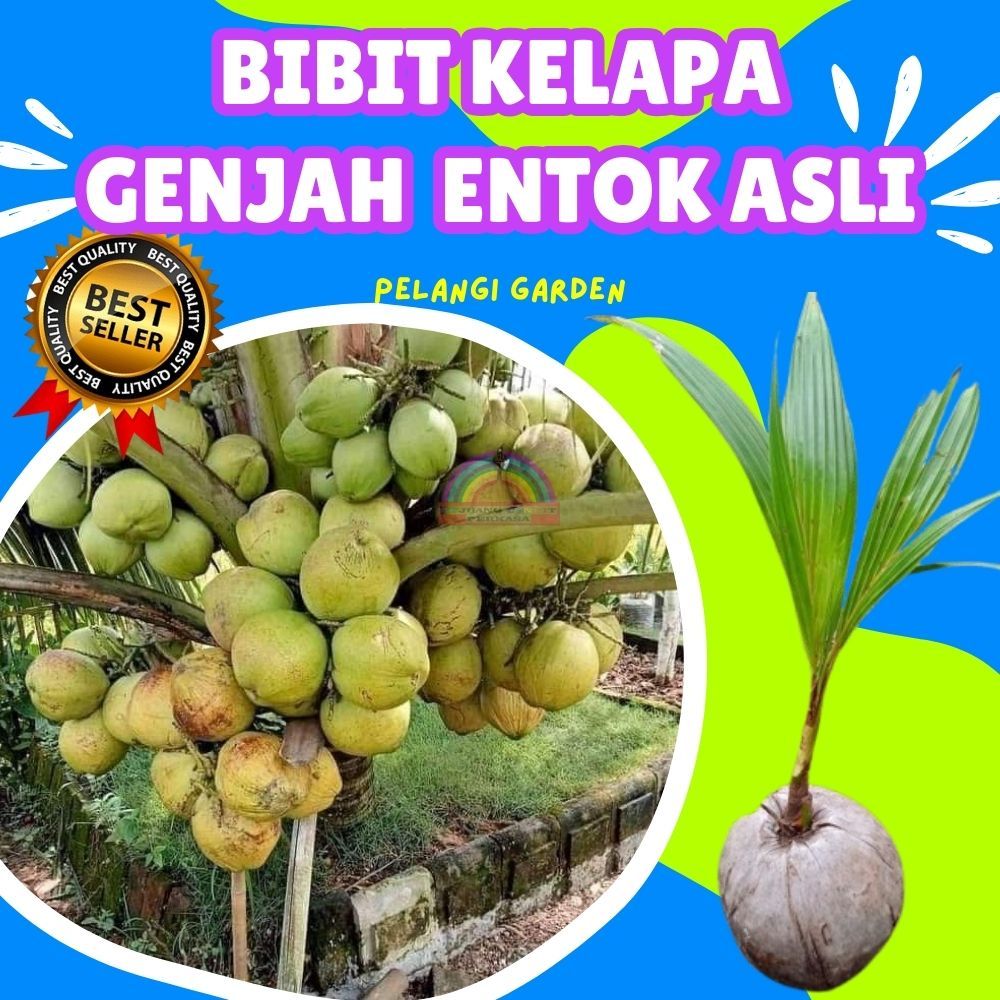 CEPAT BERBUAH.. Bibit Kelapa Kuning Pendek