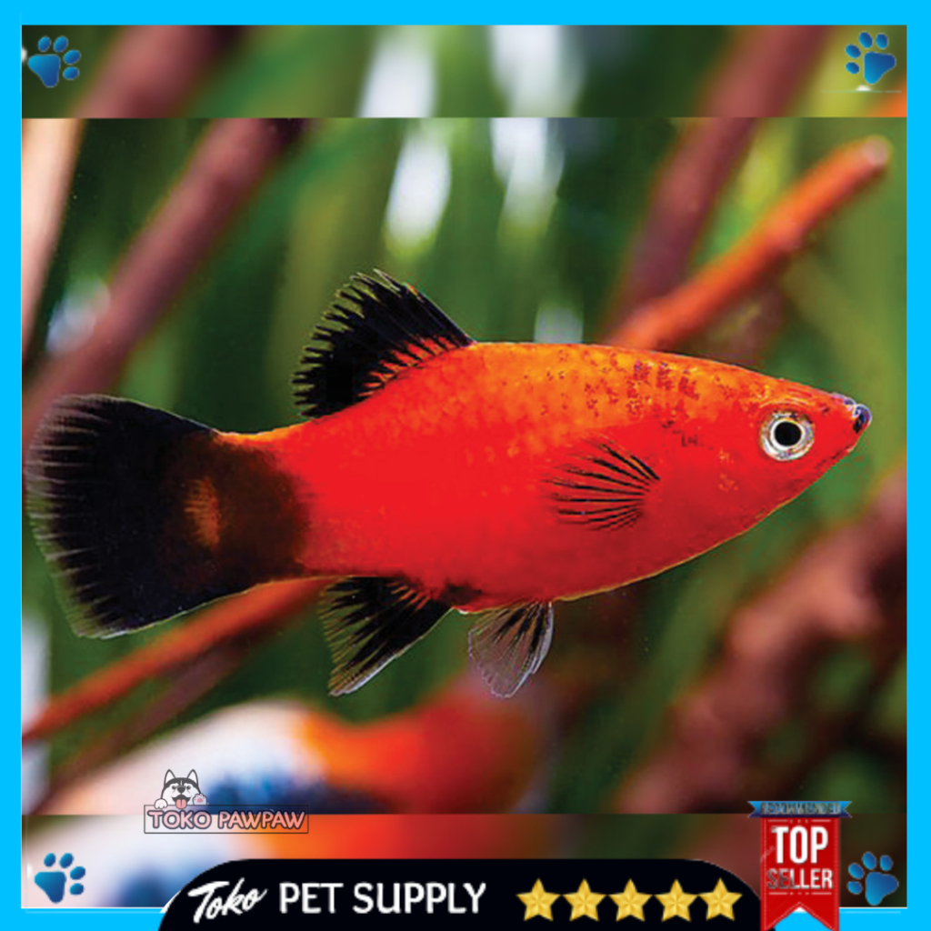 Ikan Hifin Blacktail Platy Ikan Hias Aquarium Aquascape Per Ekor