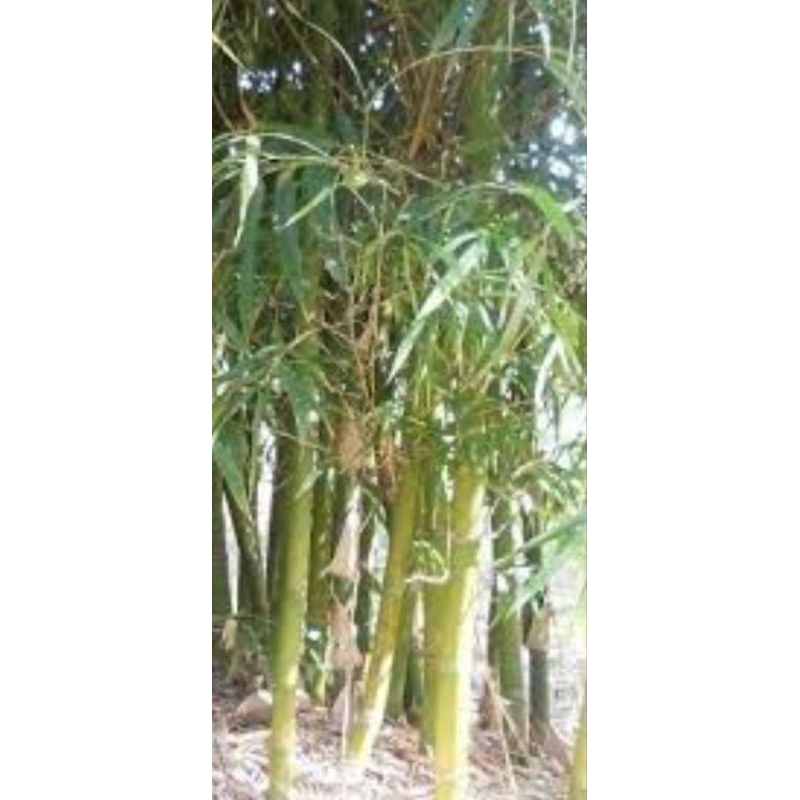 bibit bambu cendani biasa campur bambu cebdani motif dan klisik 5 pohon