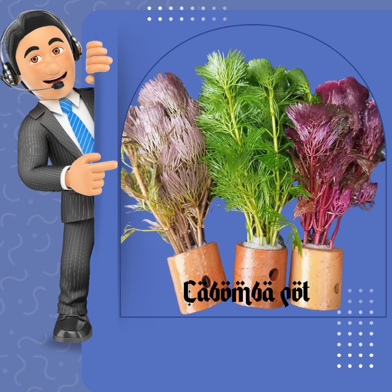 Cabomba merah cabomba green cabomba super red hiasan akuarium