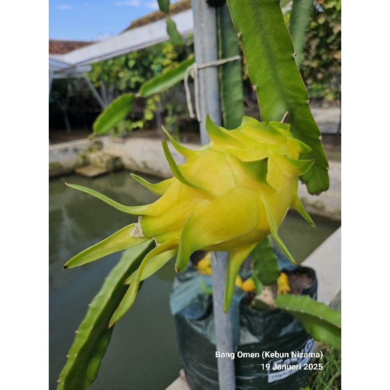 Bibit buah naga Golden valid 100%
