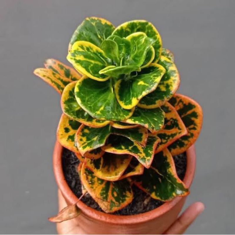 Puring jengkol - tanaman hias puring jengkol