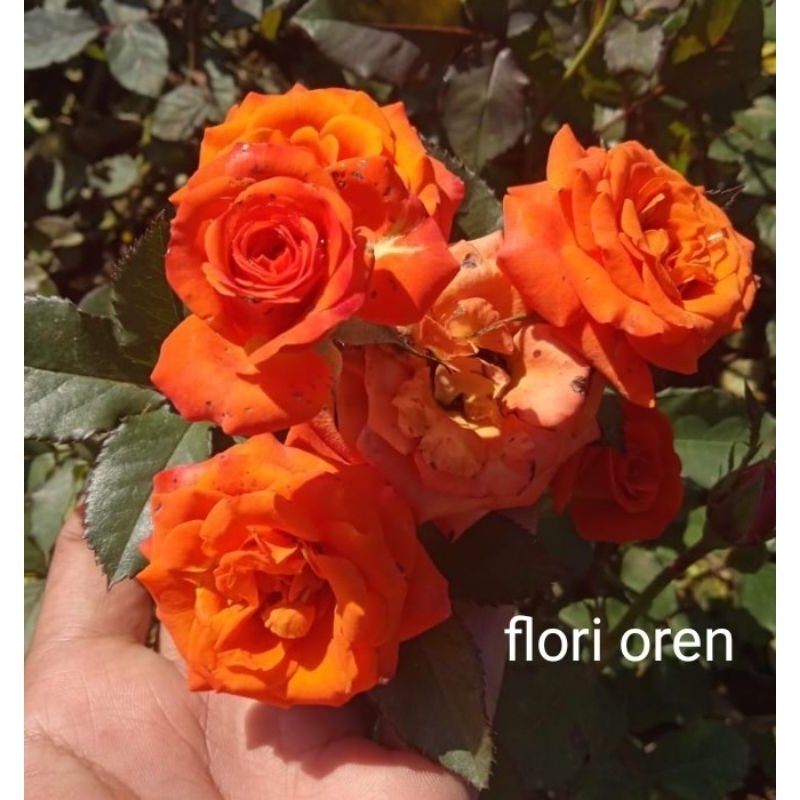 bunga  mawar jenis flory (kelopak bunga banyak)