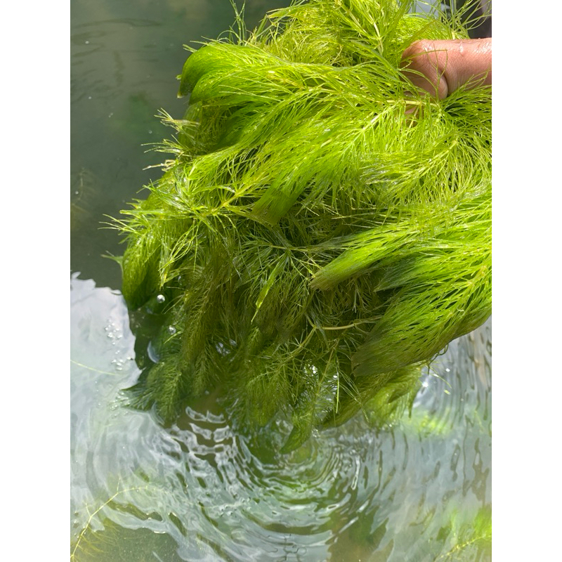 TANAMAN AIR GANGGANG EKOR TUPAI