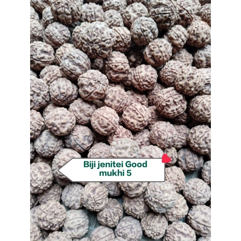 Biji jenitri orijinal Good mukhi 5 size 16 up belum berlobang