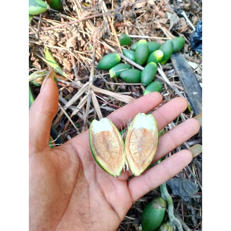 

STAMINA HERBAL BUAH PINANG MUDA SEGAR FRESH 1KG fresh siap