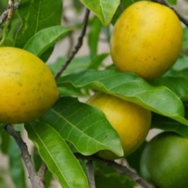 Bibit Sawo Abiu Australia Besar Jumbo Premium Unggulan