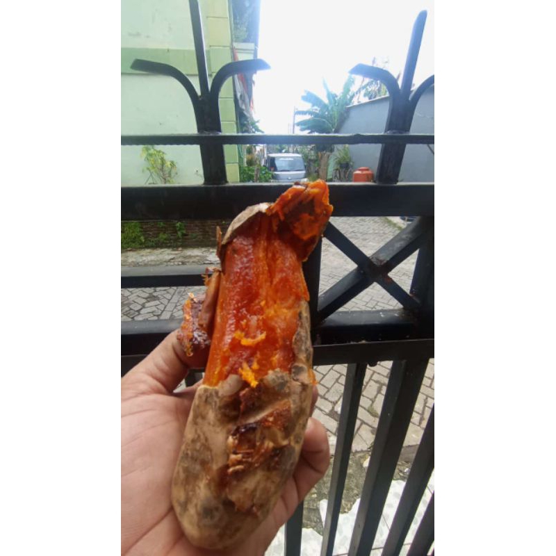 

ubi madu bakar mateng