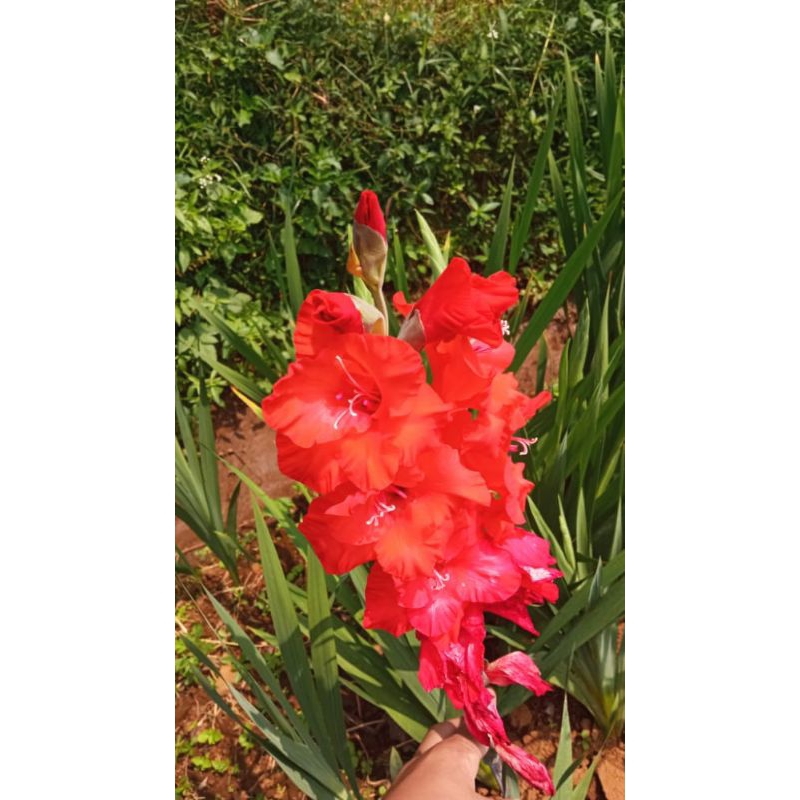 Umbi Gladiol Merah Holand