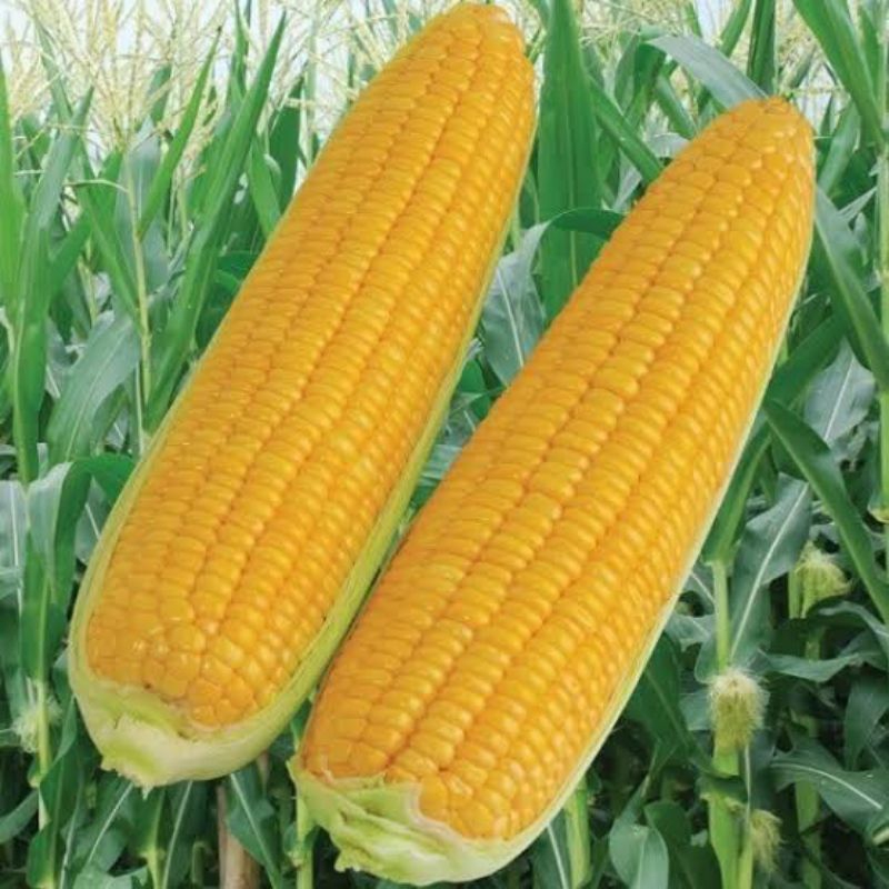 300+ biji benih jagung manis bonanza f1 super