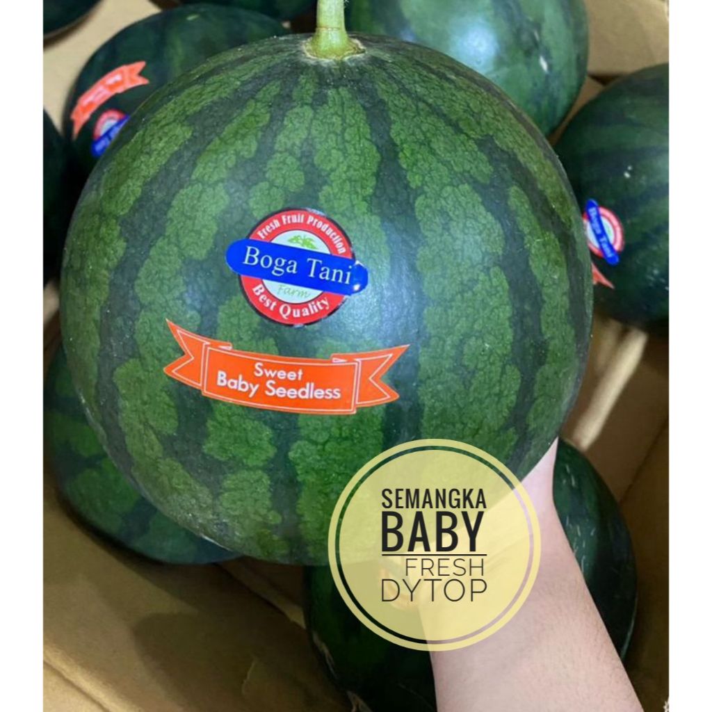

Buah Semangka Baby Seedless Manis Semangka Kecil - Per Pcs