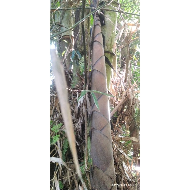 

rebung bambu betung jumbo 1kg