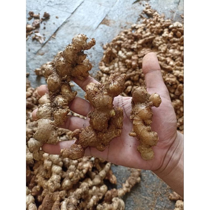 

jahe emprit super size 500 gram dan 1 kg asli Jawa Timur