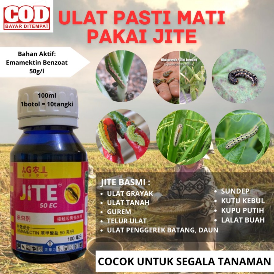 Jite Insektisida Pembasmi Hama Ulat Grayak Dalam Buah Sayur Batang