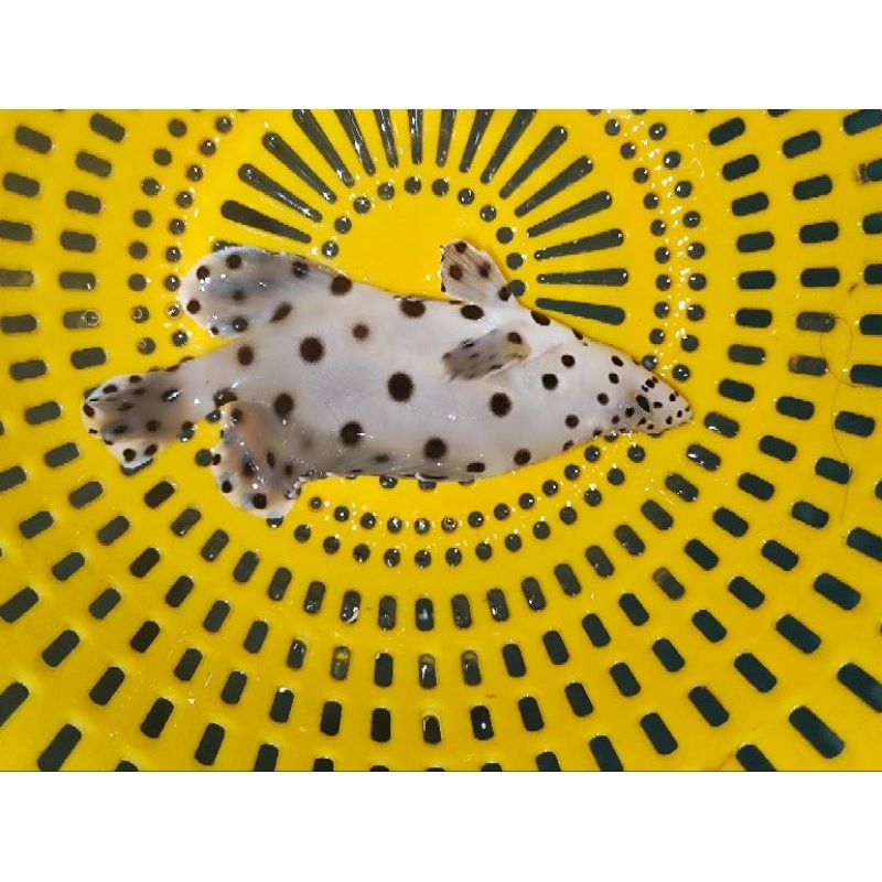 ikan hias kerapu tikus kerapu bebek