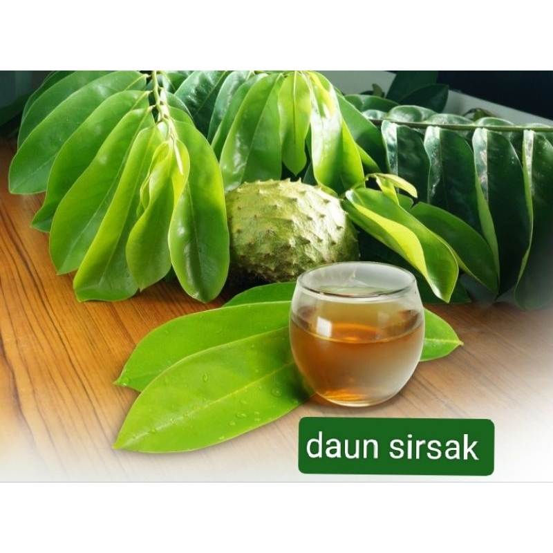 

daun sirsak segar 100 lembar