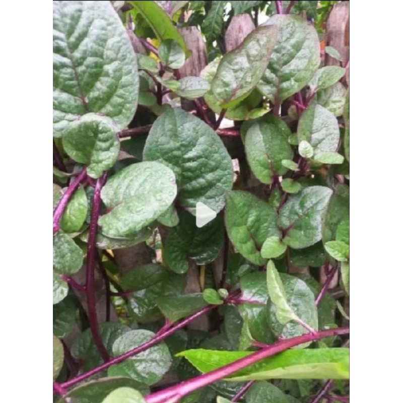 

daun binahong segar fresh herbal alami 100 lembar