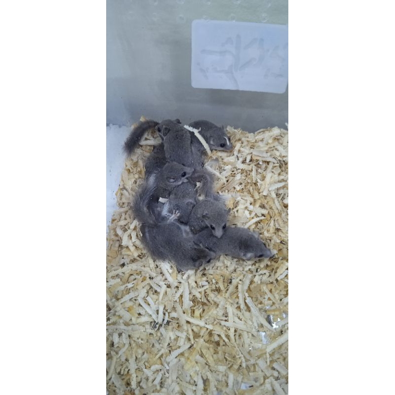 African Pygmy Dormice