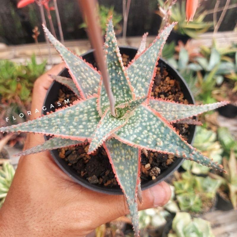 Aloe TCT Hybrid Blue Orange