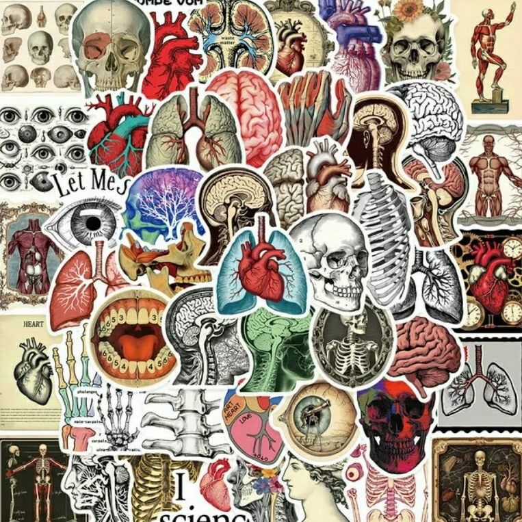 

Stiker Pack Anatomi Stiker Anatomi Tubuh Stiker Helm Stiker Laptop Stiker Helm Stiker Tumblr Stiker HP, Aksesoris Hp , Anti Air