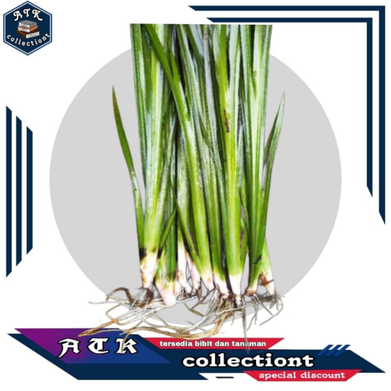 

paket 5 bibit jaringao / bibit dlingao siap tanam