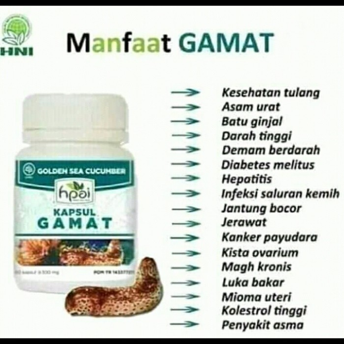 GAMAT KAPSUL HNI HPAI Meredakan nyeri sendi