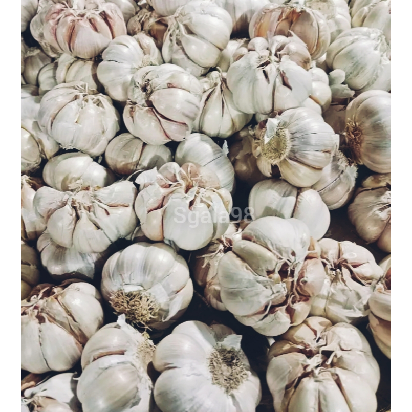 

Bawang putih 1/4kg 250gram