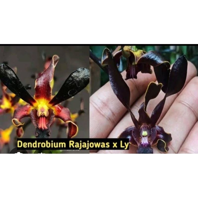 Anggrek Dendrobium Rajajowas X Ly