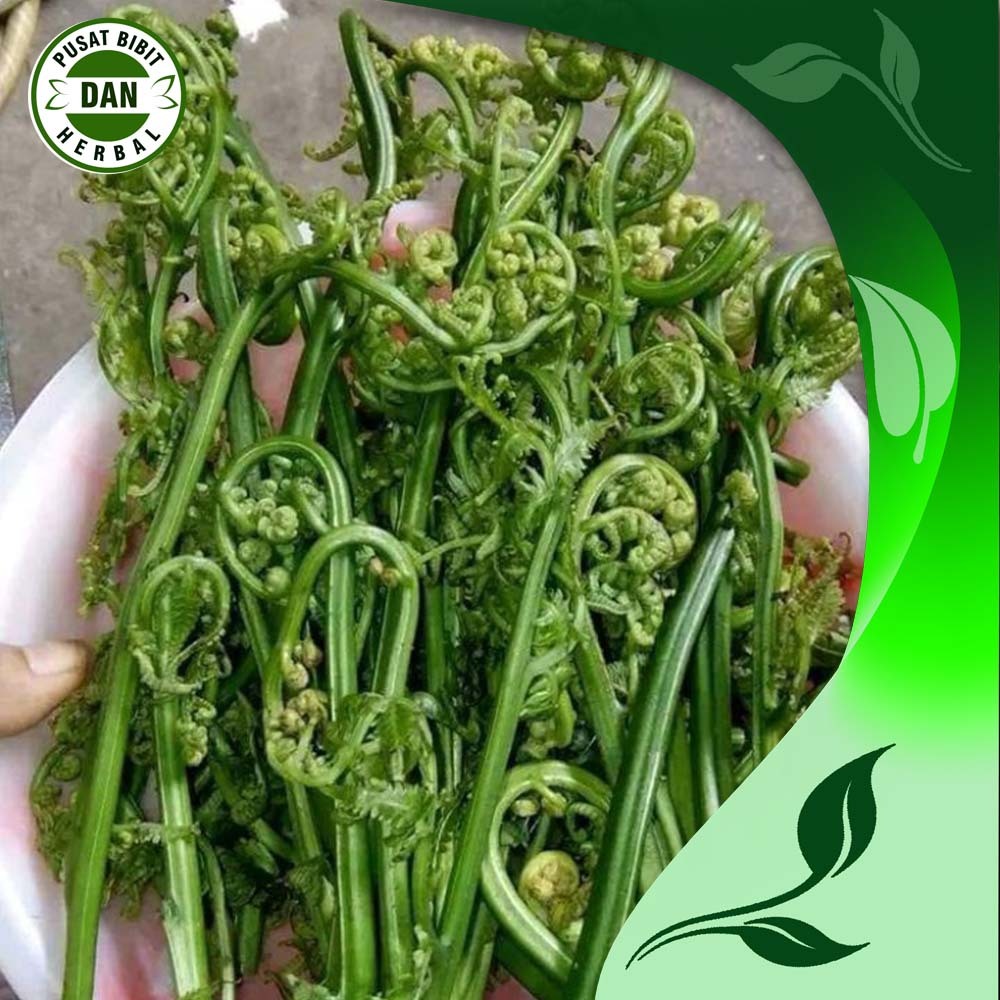 

sayur pakis segar 500 gram organik untuk masakan