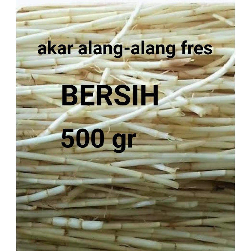 

akar alang-alang segar 500 gr