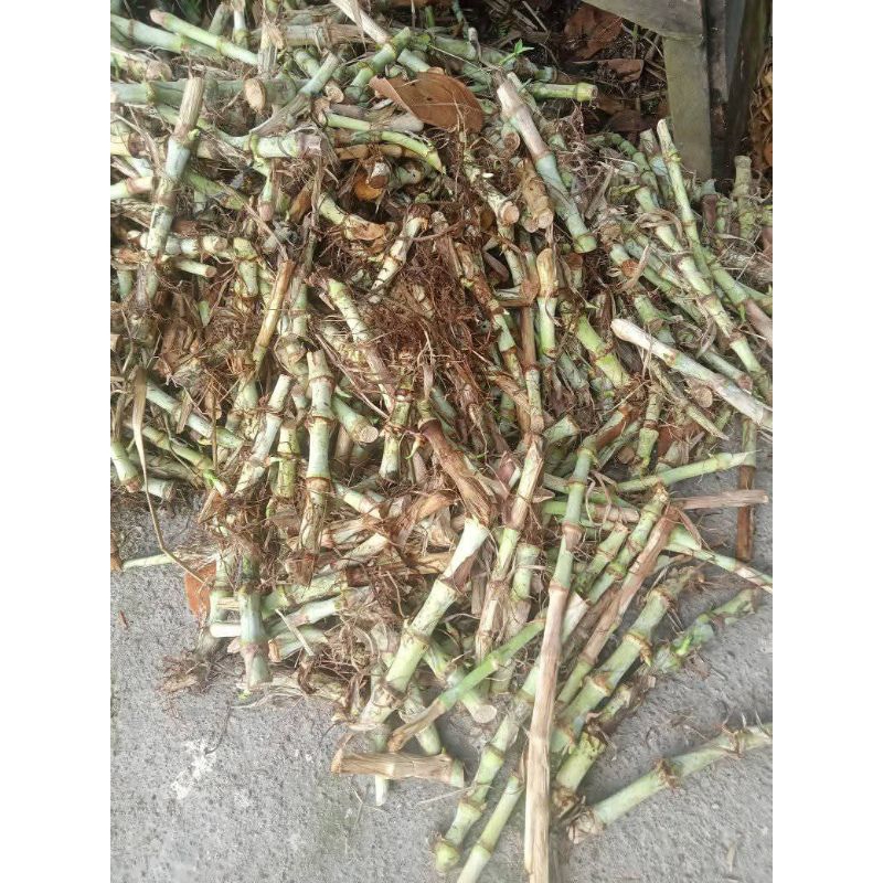 

KOLOJONO ODOT PAKAN KAMBING PERBATANG RP950