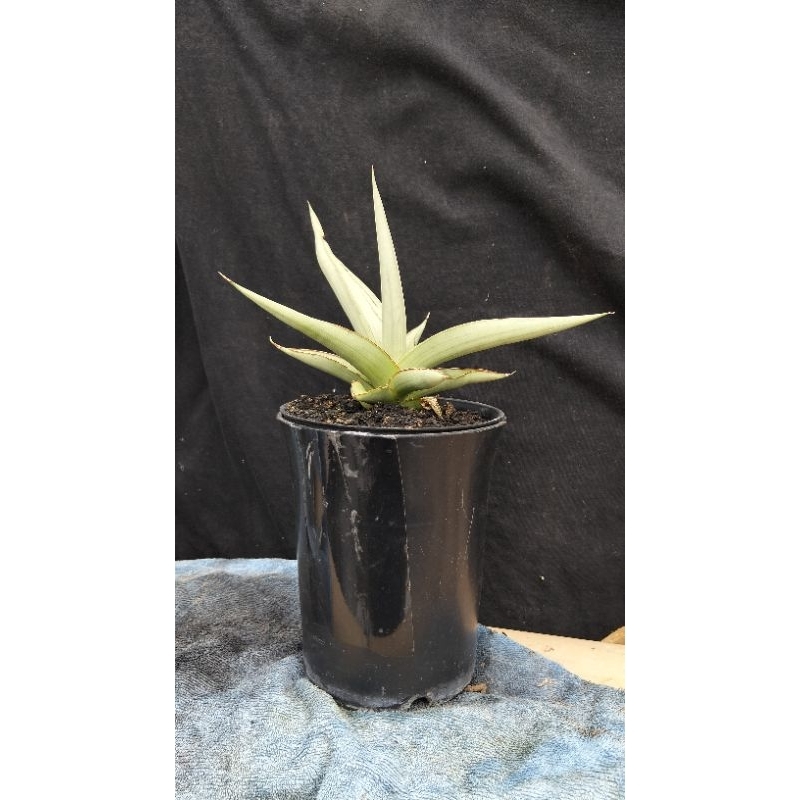 sensivera hybrid dancing dragon