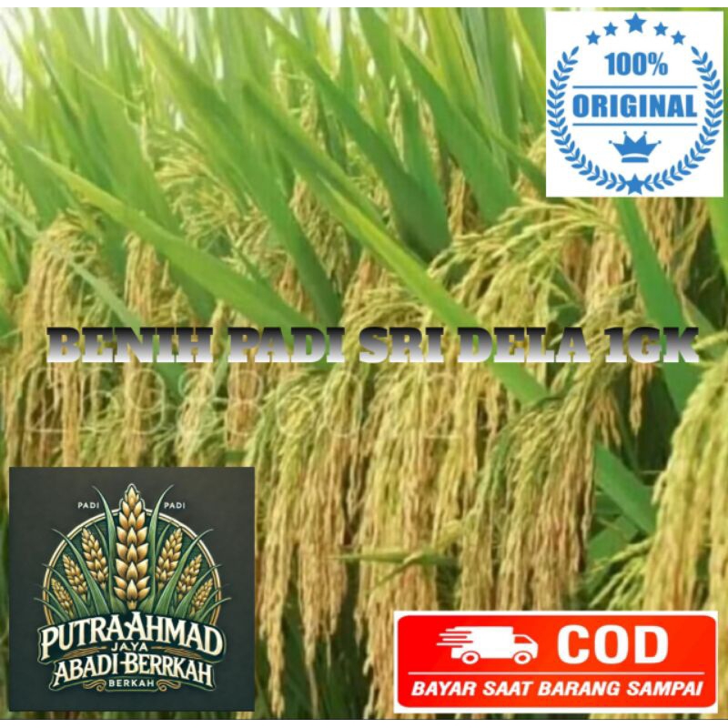 bibit padi SRI DELA super unggul 1KG