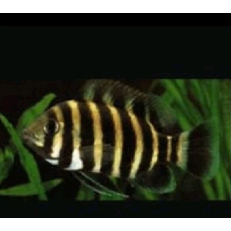 

HIASAN AQUARIUM/NINTY NINE