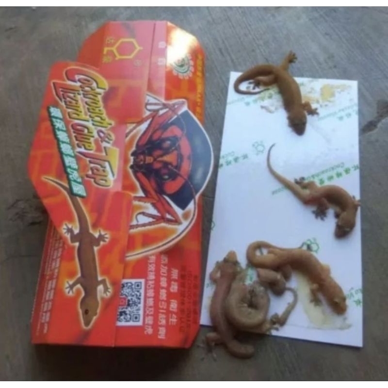 

LEM CICAK ORIGINAL [LEM TERBAIK] TERMURAH ASLI